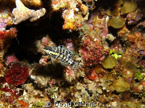 Harlequin Bass-Roatan, SeaLife DC 1000 by David Gilchrist 